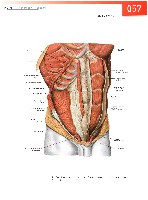 Sobotta  Atlas of Human Anatomy  Trunk, Viscera,Lower Limb Volume2 2006, page 64